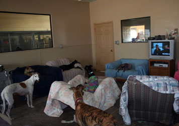 Almost Home for Hounds Facility