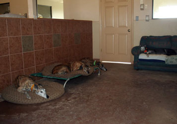 Almost Home for Hounds Facility