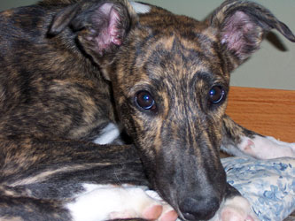 Almost Home for Hounds