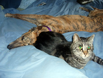 Almost Home for Hounds