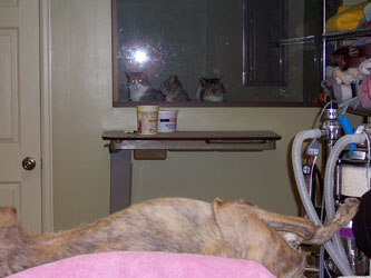 Almost Home for Hounds