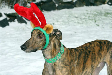 Almost Home for Hounds