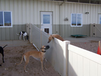 Almost Home for Hounds