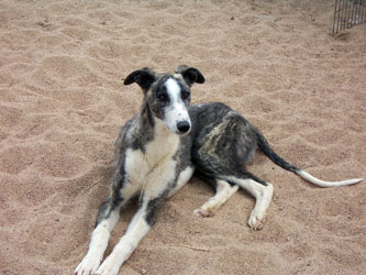 Almost Home for Hounds