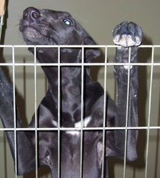 Almost Home for Hounds