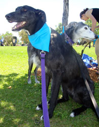 Almost Home for Hounds