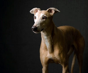 Almost Home for Hounds