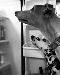 Almost Home for Hounds