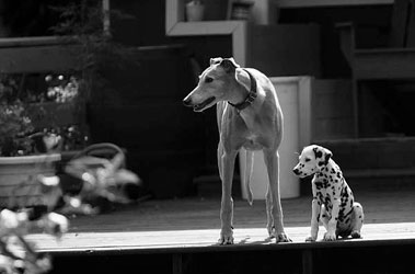 Almost Home for Hounds