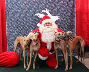 Almost Home for Hounds