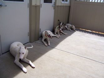 Almost Home for Hounds