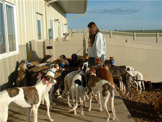 Almost Home for Hounds